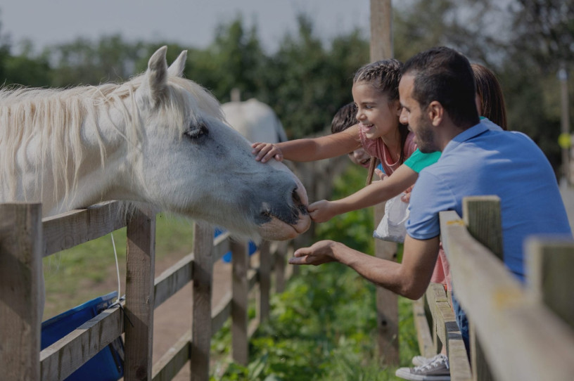 Horse Feeding at Newham Grange Farm
