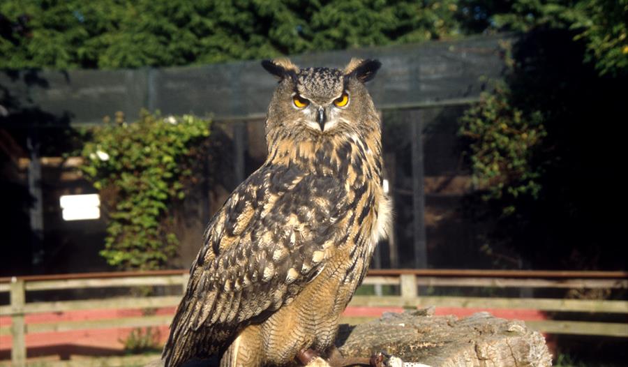 Kirkleatham Owl Centre