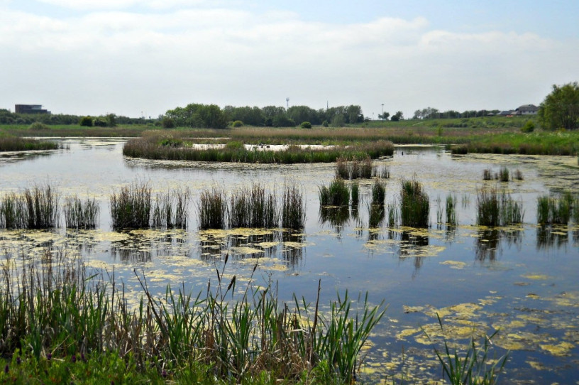 Portrack Marsh