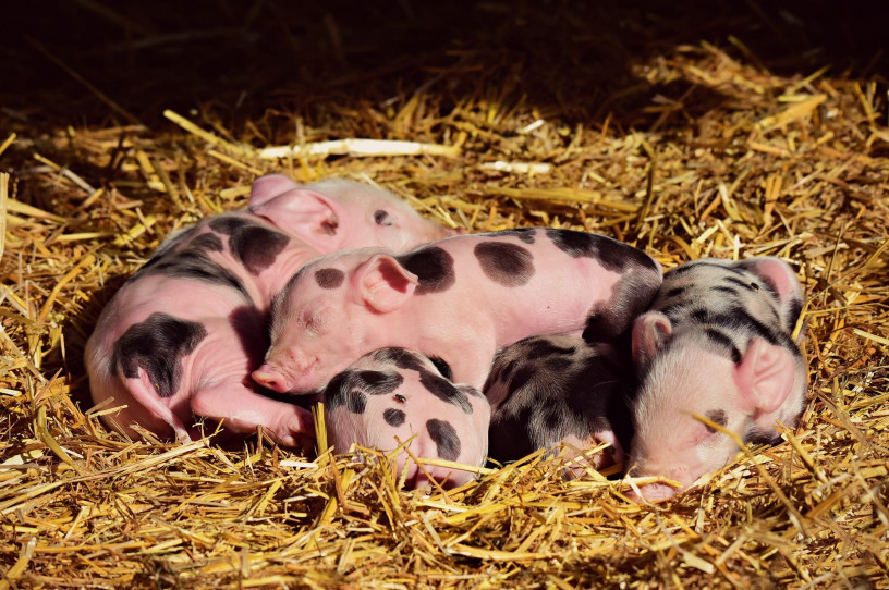 Piglets at Newham Grange Farm