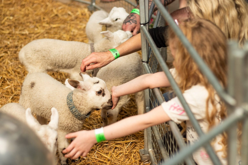 Lambs at Newham Grange Farm