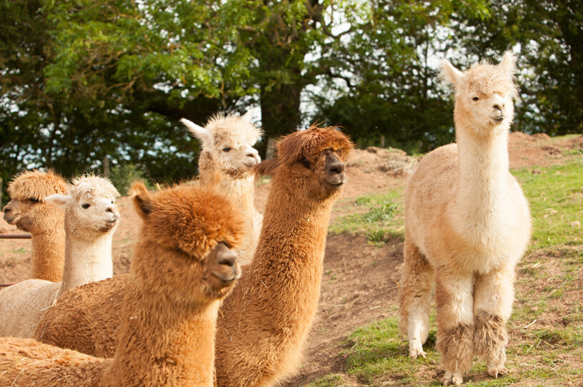 Alpaca Walking Experience at Alpaca Alpaca Yarm